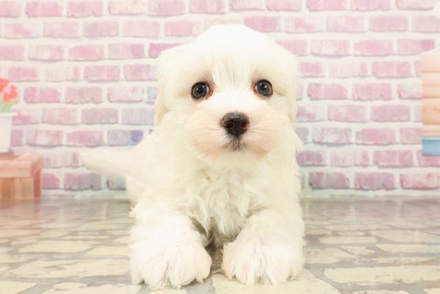 東京都のマルチーズ (Coo&RIKU三軒茶屋店/2025年6月3日生まれ/男の子/ホワイト)の子犬の1枚目の画像