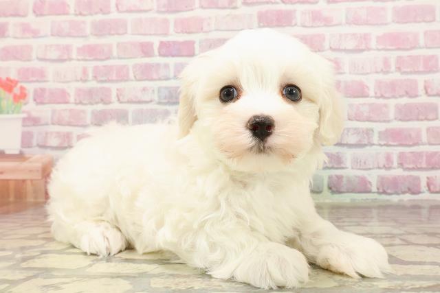 東京都のマルチーズ (Coo&RIKU三軒茶屋店/2025年6月3日生まれ/男の子/ホワイト)の子犬の3枚目の画像