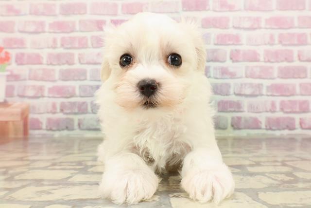 東京都のマルチーズ (Coo&RIKU池袋西口店/2025年6月3日生まれ/女の子/ホワイト)の子犬の1枚目の画像