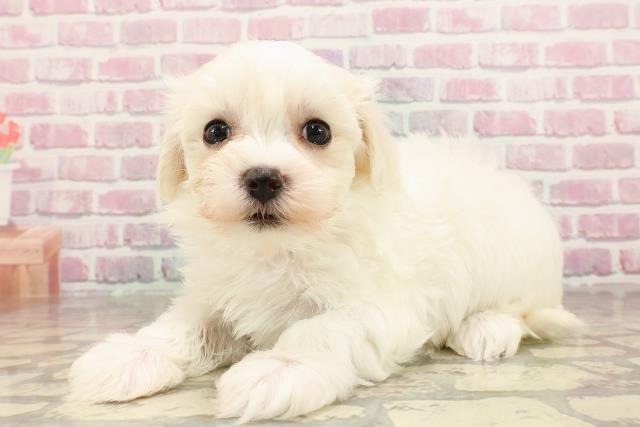 東京都のマルチーズ (Coo&RIKU池袋西口店/2025年6月3日生まれ/女の子/ホワイト)の子犬の2枚目の画像