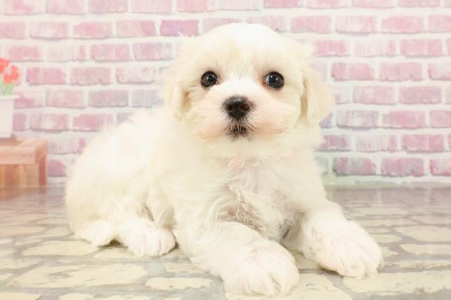 東京都のマルチーズ (Coo&RIKU池袋西口店/2025年6月3日生まれ/女の子/ホワイト)の子犬の3枚目の画像