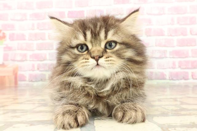 東京都のサイベリアン (Coo&RIKU広尾店/2025年5月30日生まれ/女の子/ブラウンタビー)の子猫