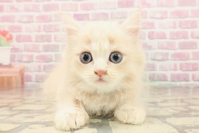 神奈川県のサイベリアン (Coo&RIKU横須賀店/2025年6月1日生まれ/男の子/クリームタビー)の子猫の1枚目の画像