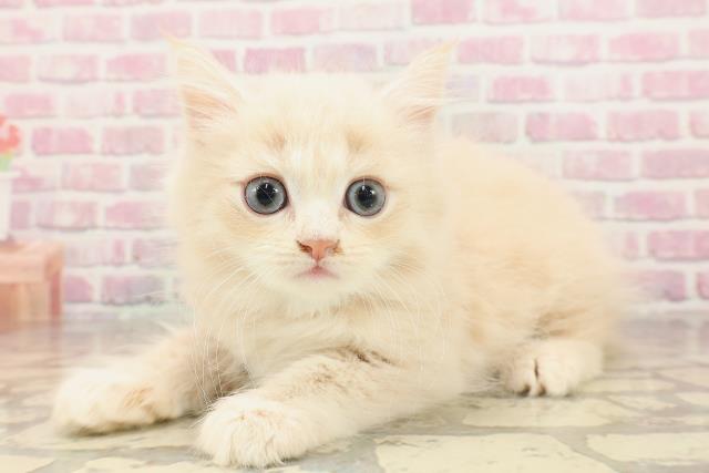 神奈川県のサイベリアン (Coo&RIKU横須賀店/2025年6月1日生まれ/男の子/クリームタビー)の子猫の2枚目の画像