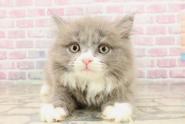 神奈川県のサイベリアン (Coo&RIKU横浜港南台店/2025年6月3日生まれ/男の子/ブルーホワイト)の子猫の1枚目の画像