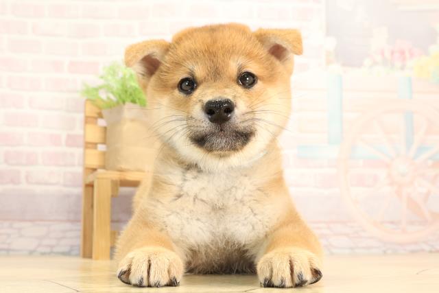 静岡県の柴犬(標準サイズ) (Coo&RIKU沼津店/2025年6月4日生まれ/男の子/赤)の子犬の1枚目の画像