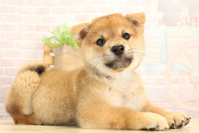 静岡県の柴犬(標準サイズ) (Coo&RIKU沼津店/2025年6月4日生まれ/男の子/赤)の子犬の2枚目の画像