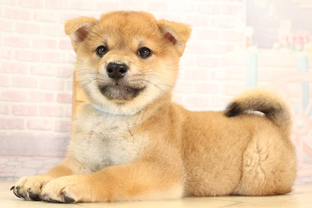 静岡県の柴犬(標準サイズ) (Coo&RIKU沼津店/2025年6月4日生まれ/男の子/赤)の子犬の3枚目の画像