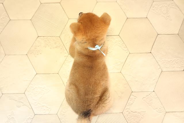 静岡県の柴犬(標準サイズ) (Coo&RIKU沼津店/2025年6月4日生まれ/男の子/赤)の子犬の4枚目の画像