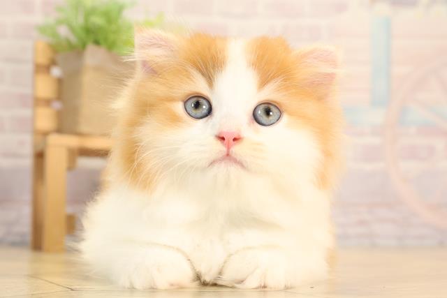 スコティッシュフォールド