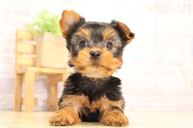 愛知県のヨークシャーテリア (Coo&RIKU春日井店/2025年6月2日生まれ/女の子/スチールブルータン)の子犬の1枚目の画像