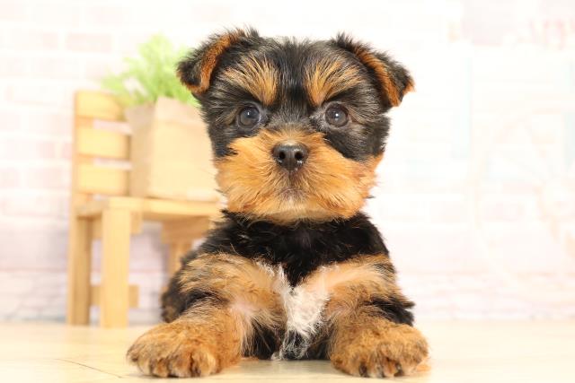 岐阜県のヨークシャーテリア (Coo&RIKU各務原店/2025年6月2日生まれ/男の子/スチールブルータン)の子犬の1枚目の画像