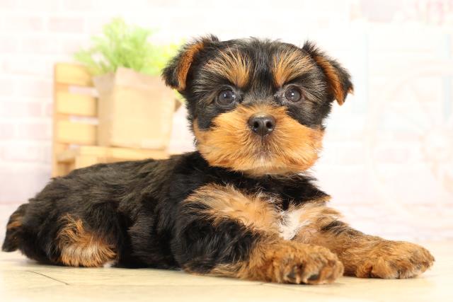 岐阜県のヨークシャーテリア (Coo&RIKU各務原店/2025年6月2日生まれ/男の子/スチールブルータン)の子犬の2枚目の画像