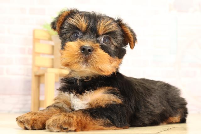 岐阜県のヨークシャーテリア (Coo&RIKU各務原店/2025年6月2日生まれ/男の子/スチールブルータン)の子犬の3枚目の画像