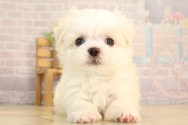 岐阜県のマルチーズ (Coo&RIKU各務原店/2025年6月2日生まれ/男の子/ホワイト)の子犬の1枚目の画像