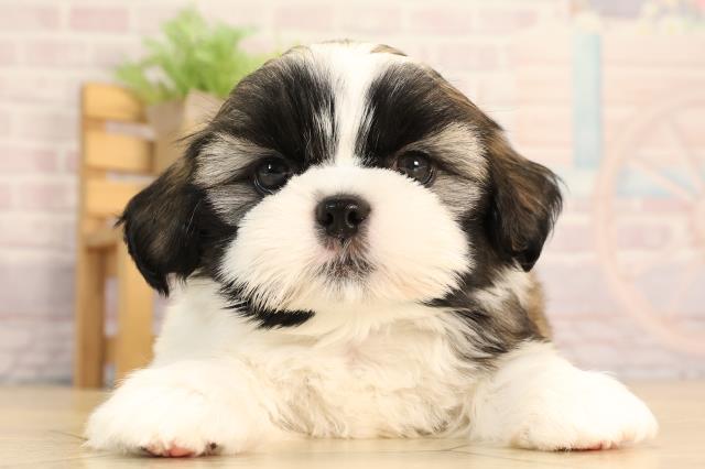 岐阜県のシーズー (Coo&RIKU岐阜店/2025年6月4日生まれ/男の子/ホワイトゴールド)の子犬の1枚目の画像