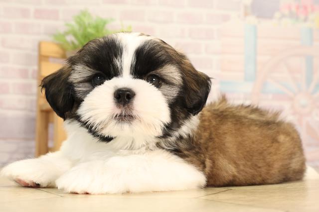 岐阜県のシーズー (Coo&RIKU岐阜店/2025年6月4日生まれ/男の子/ホワイトゴールド)の子犬の3枚目の画像