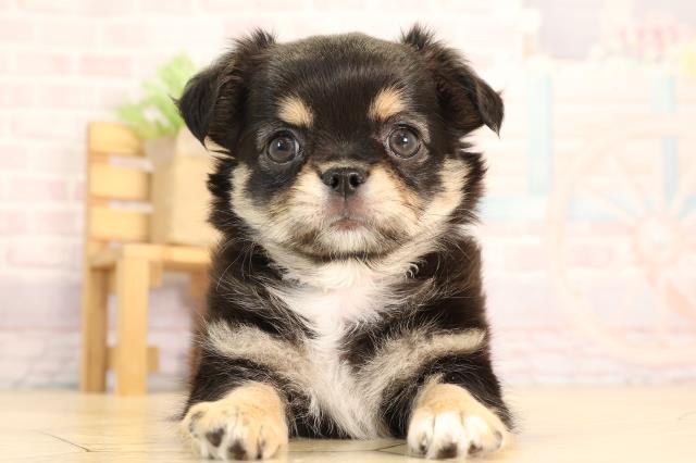 岐阜県のチワワ(ロング) (Coo&RIKU岐南店/2025年6月3日生まれ/女の子/ブラックタンホワイト)の子犬の1枚目の画像