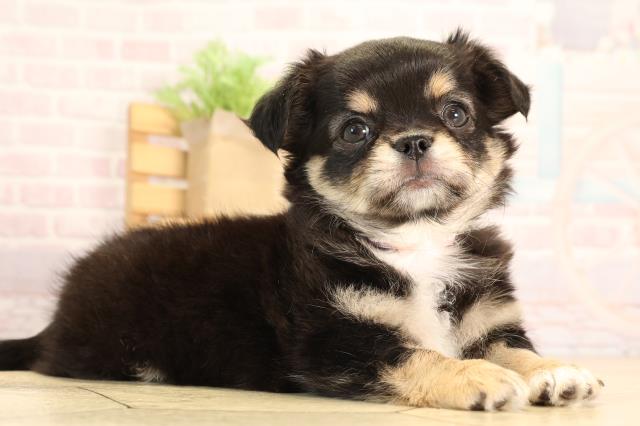 岐阜県のチワワ(ロング) (Coo&RIKU岐南店/2025年6月3日生まれ/女の子/ブラックタンホワイト)の子犬の2枚目の画像