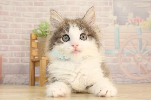 ノルウェージャン・フォレストキャット