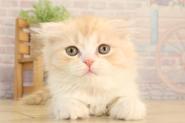 スコティッシュフォールド
