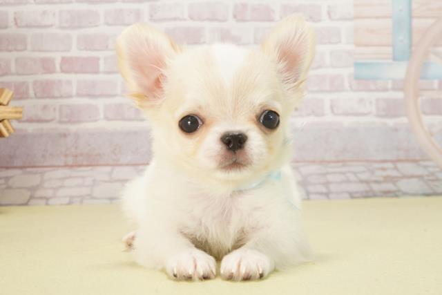 静岡県のチワワ(ロング) (Coo&RIKU掛川店/2025年6月4日生まれ/男の子/ホワイトクリーム)の子犬の1枚目の画像