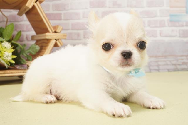 静岡県のチワワ(ロング) (Coo&RIKU掛川店/2025年6月4日生まれ/男の子/ホワイトクリーム)の子犬の2枚目の画像