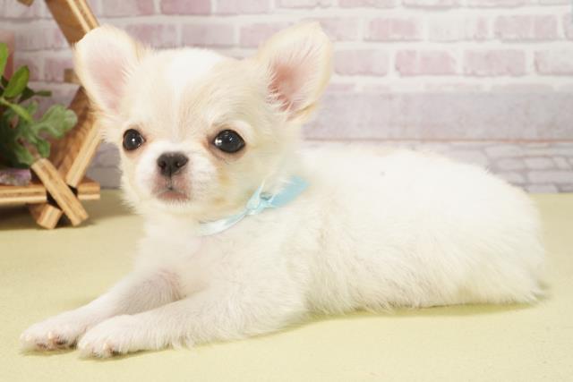 静岡県のチワワ(ロング) (Coo&RIKU掛川店/2025年6月4日生まれ/男の子/ホワイトクリーム)の子犬の3枚目の画像