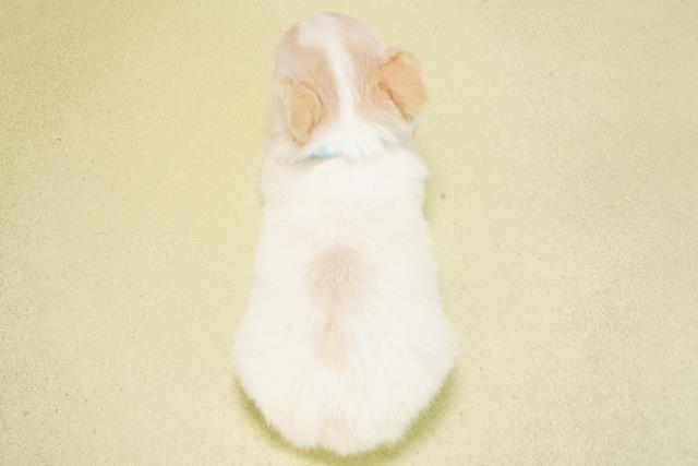 静岡県のチワワ(ロング) (Coo&RIKU掛川店/2025年6月4日生まれ/男の子/ホワイトクリーム)の子犬の4枚目の画像
