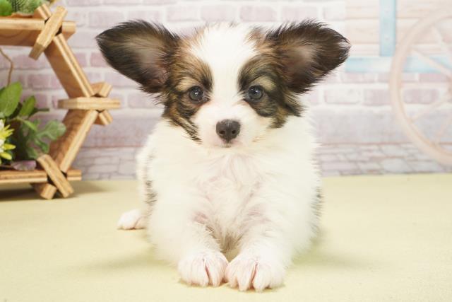 愛知県のパピヨン (Coo&RIKU東海一宮店/2025年6月1日生まれ/女の子/ホワイトブラウン)の子犬の1枚目の画像