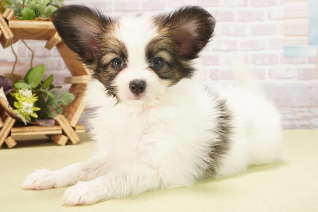 愛知県のパピヨン (Coo&RIKU東海一宮店/2025年6月1日生まれ/女の子/ホワイトブラウン)の子犬の3枚目の画像