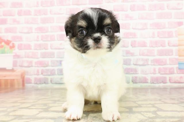 東京都のチワワ(ロング) (Coo&RIKU府中店/2025年6月4日生まれ/男の子/ホワイトブラックタン)の子犬の1枚目の画像