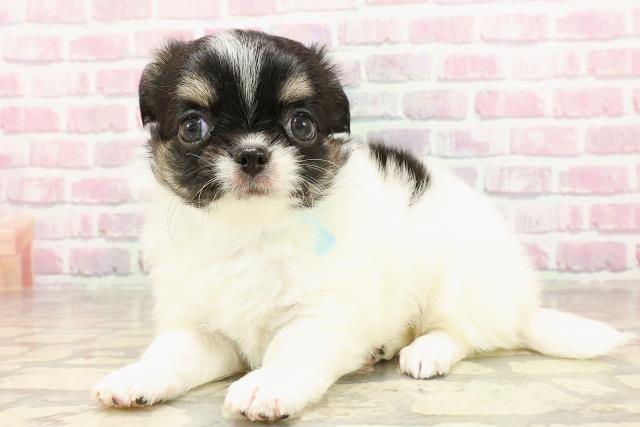 東京都のチワワ(ロング) (Coo&RIKU府中店/2025年6月4日生まれ/男の子/ホワイトブラックタン)の子犬の2枚目の画像