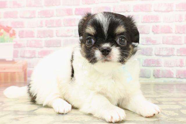 東京都のチワワ(ロング) (Coo&RIKU府中店/2025年6月4日生まれ/男の子/ホワイトブラックタン)の子犬の3枚目の画像