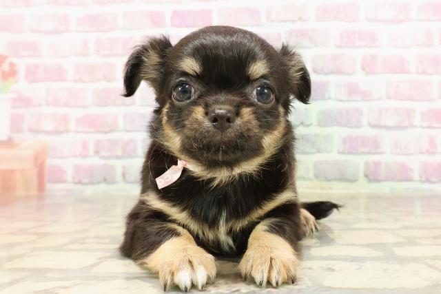 栃木県のチワワ(ロング) (Coo&RIKU宇都宮店/2025年6月4日生まれ/女の子/ブラックタン)の子犬の1枚目の画像