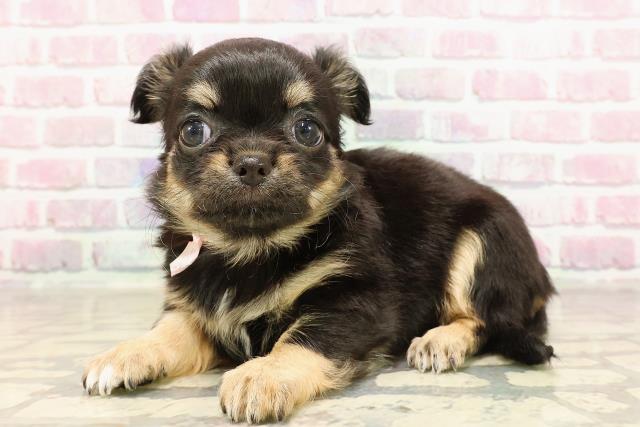 栃木県のチワワ(ロング) (Coo&RIKU宇都宮店/2025年6月4日生まれ/女の子/ブラックタン)の子犬の2枚目の画像