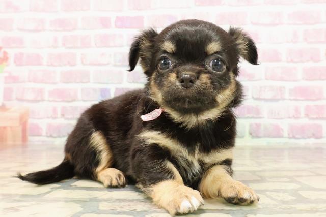 栃木県のチワワ(ロング) (Coo&RIKU宇都宮店/2025年6月4日生まれ/女の子/ブラックタン)の子犬の3枚目の画像