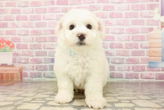 栃木県のビションフリーゼ (Coo&RIKU宇都宮店/2025年5月31日生まれ/男の子/ホワイト)の子犬の1枚目の画像