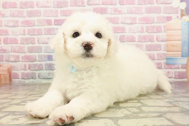 栃木県のビションフリーゼ (Coo&RIKU宇都宮店/2025年5月31日生まれ/男の子/ホワイト)の子犬の2枚目の画像