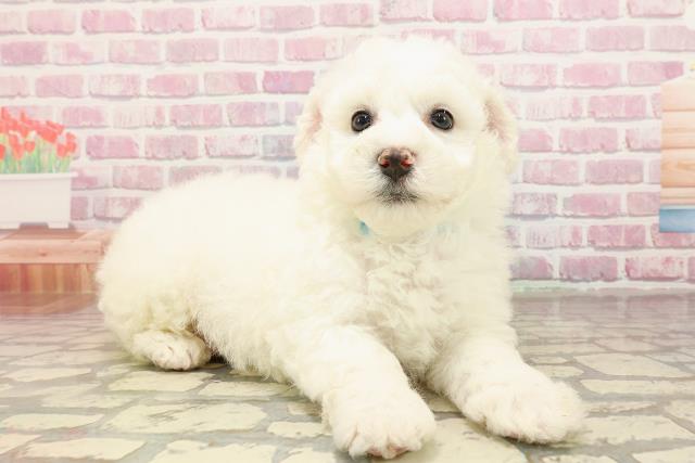 栃木県のビションフリーゼ (Coo&RIKU宇都宮店/2025年5月31日生まれ/男の子/ホワイト)の子犬の3枚目の画像