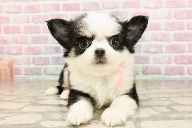 栃木県のチワワ(ロング) (Coo&RIKU足利店/2025年6月5日生まれ/女の子/ブラックタンホワイト)の子犬の1枚目の画像