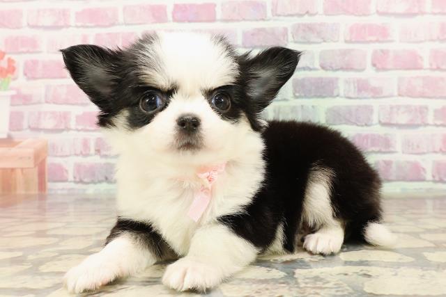 栃木県のチワワ(ロング) (Coo&RIKU足利店/2025年6月5日生まれ/女の子/ブラックタンホワイト)の子犬の2枚目の画像