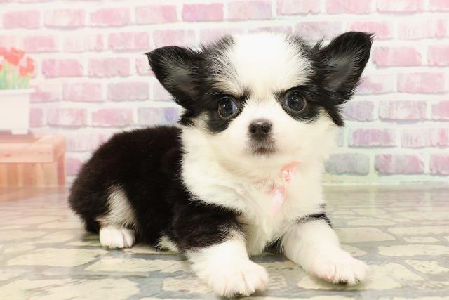 栃木県のチワワ(ロング) (Coo&RIKU足利店/2025年6月5日生まれ/女の子/ブラックタンホワイト)の子犬の3枚目の画像