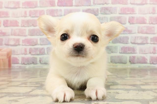 栃木県のチワワ(ロング) (Coo&RIKU宇都宮店/2025年6月5日生まれ/男の子/クリームホワイト)の子犬の1枚目の画像