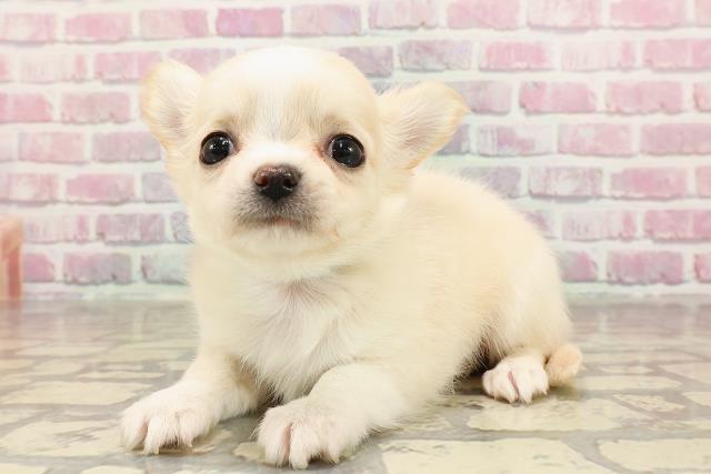 栃木県のチワワ(ロング) (Coo&RIKU宇都宮店/2025年6月5日生まれ/男の子/クリームホワイト)の子犬の2枚目の画像