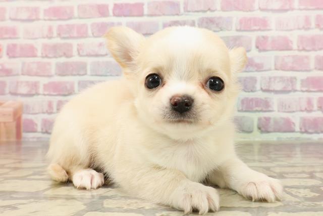 栃木県のチワワ(ロング) (Coo&RIKU宇都宮店/2025年6月5日生まれ/男の子/クリームホワイト)の子犬の3枚目の画像