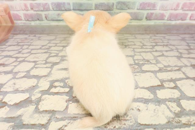 栃木県のチワワ(ロング) (Coo&RIKU宇都宮店/2025年6月5日生まれ/男の子/クリームホワイト)の子犬の4枚目の画像