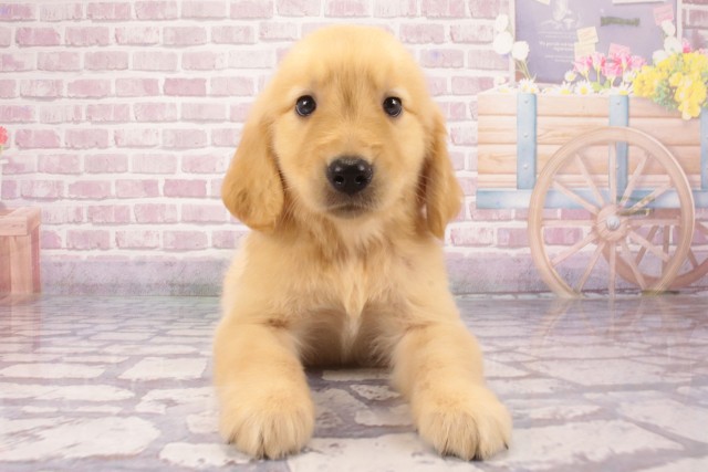 奈良県のゴールデンレトリバー (Coo&RIKU奈良新庄店/2025年6月4日生まれ/男の子/ゴールデン)の子犬の1枚目の画像