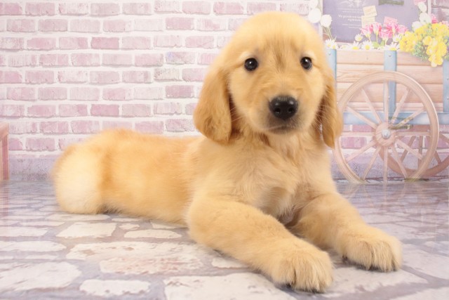 奈良県のゴールデンレトリバー (Coo&RIKU奈良新庄店/2025年6月4日生まれ/男の子/ゴールデン)の子犬の2枚目の画像