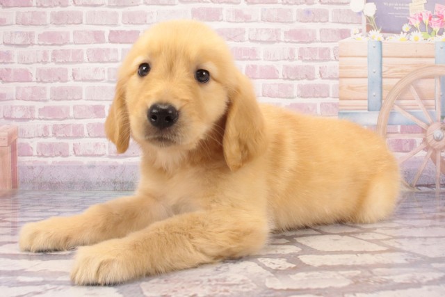 奈良県のゴールデンレトリバー (Coo&RIKU奈良新庄店/2025年6月4日生まれ/男の子/ゴールデン)の子犬の3枚目の画像